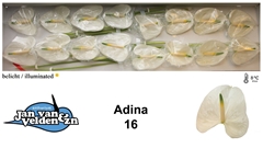 Anth A Adina 55cm 11cm Ø