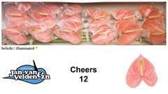 Anth A Cheers 60cm 13cm Ø