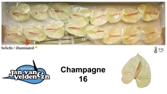 Anth A Champagne 55cm 11cm Ø