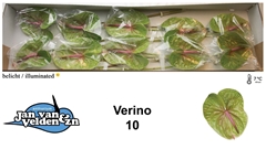Anth A Verino 60cm 15cm Ø