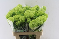 Viburnum Roseum St 60cm