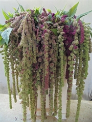Amar Caud Mira 75cm
