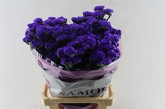 Lim S Navy Sun Birds 75cm 80gram