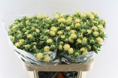 Carth T Other 80cm