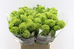 Viburnum Roseum St 80cm