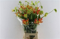 Gloriosa Sp Orange 80cm