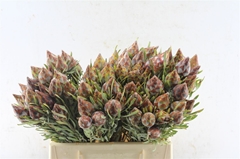 Leucad Rubrum 40cm
