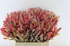 Leucad Jester 40cm