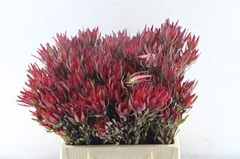 Leucad Sal Blush 40cm