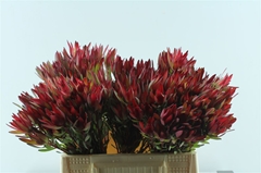 Leucad Sal Blush 40cm