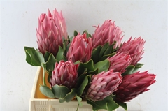 Protea Red Rex 40cm