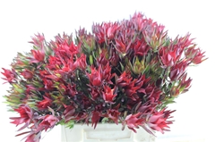 Leucad Sal Blush 45cm