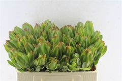 Leucad Laurel Yellow 50cm