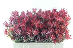 Leucad Sal Blush 50cm