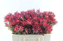 Leucad Sal Blush 50cm