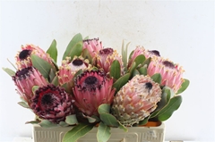 Protea Barbigera 50cm