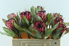 Protea Barbigera 50cm