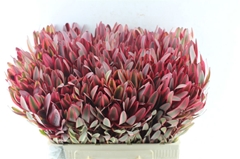 Leucad Jester 60cm