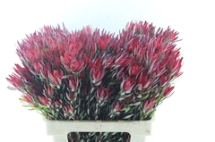 Leucad Sal Blush 60cm