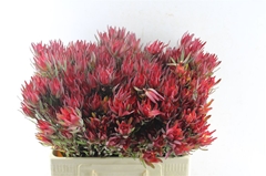 Leucad Sal Blush 60cm