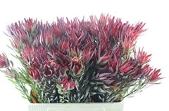 Leucad Sal Blush 60cm