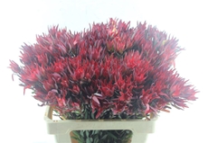 Leucad Sal Blush 60cm