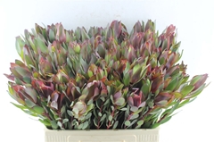 Leucad Senorita 60cm