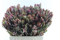 Leucad Senorita 60cm