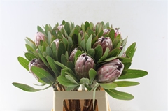 Protea Pink Ice 60cm