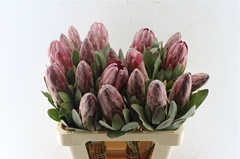 Protea Sharonet 60cm