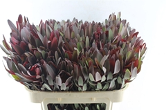 Leucad Safari Sunset 70cm