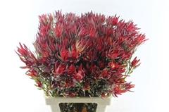 Leucad Sal Blush 70cm