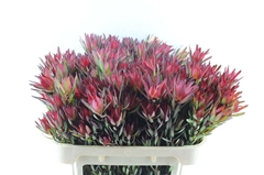 Leucad Sal Blush 70cm