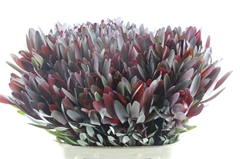 Leucad Safari Sunset 80cm