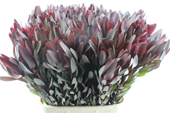 Leucad Safari Sunset 90cm