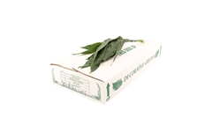 Aspidistra E Per Bunch 45cm