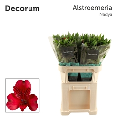 Alstr Nadya 75cm 70gram 6+