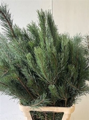 Pinus Alaska 100cm