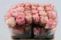 R Gr Country Candy 40cm