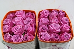 R Gr Queens Crown 40cm