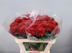 Chr G Bigoudi Red
