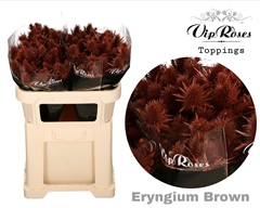 Eryngium Supernova Brown 60cm