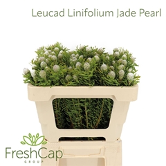 Leucad L Jad Pe Vert 50cm