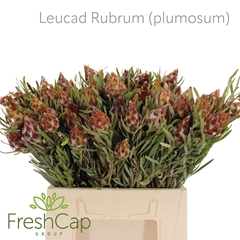 Leucad Rubrum 40cm