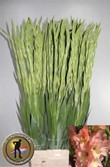 Glad Gr Careless