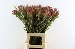 Leucad Safari Sunset 60cm