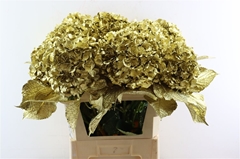 Hydra Ov Colortreated 80cm 22cm Ø