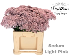 Sedum Light Pink