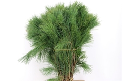 Pinus Strobus 60cm