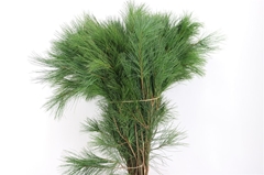 Pinus Strobus 70cm